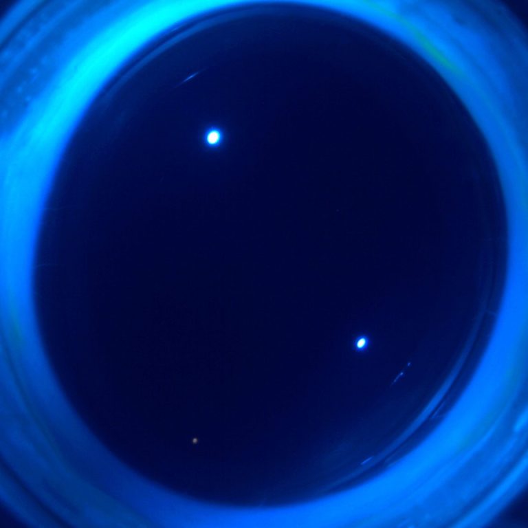 Makroskopische Aufnahme einer Kaninchencornea in einer EVEIT Kammer unter Blaulicht
