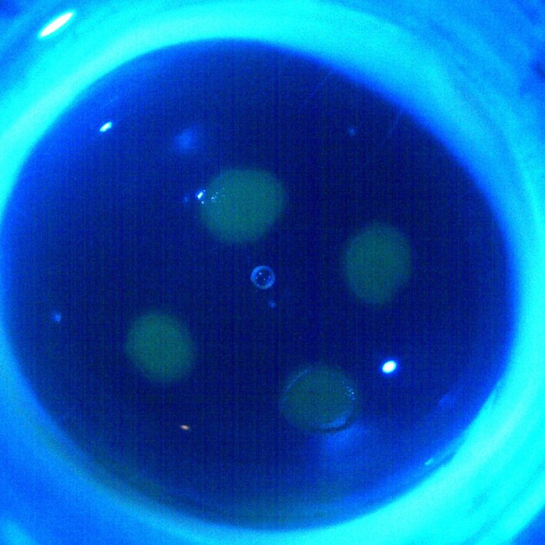 Makroskopische Aufnahme einer Kaninchencornea in einer EVEIT Kammer unter Blaulicht mit 4 Läsionen und Fluoreszinfärbung